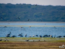 Flock of Birds at Bundala NP